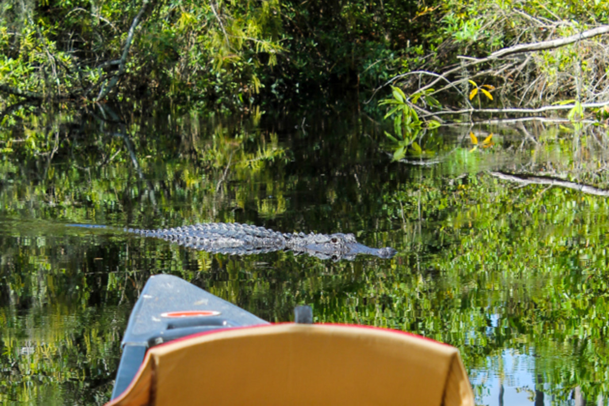 swamp pics-4x6