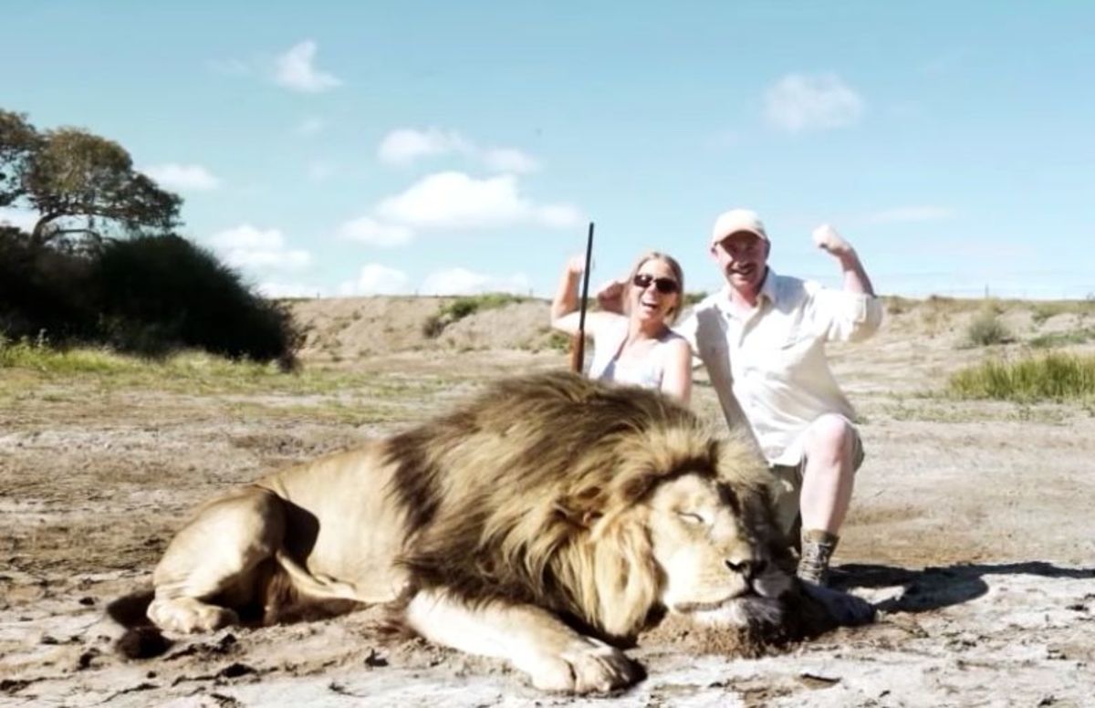 Trophy hunters pose with dead lion in video from South Africa deemed fake.