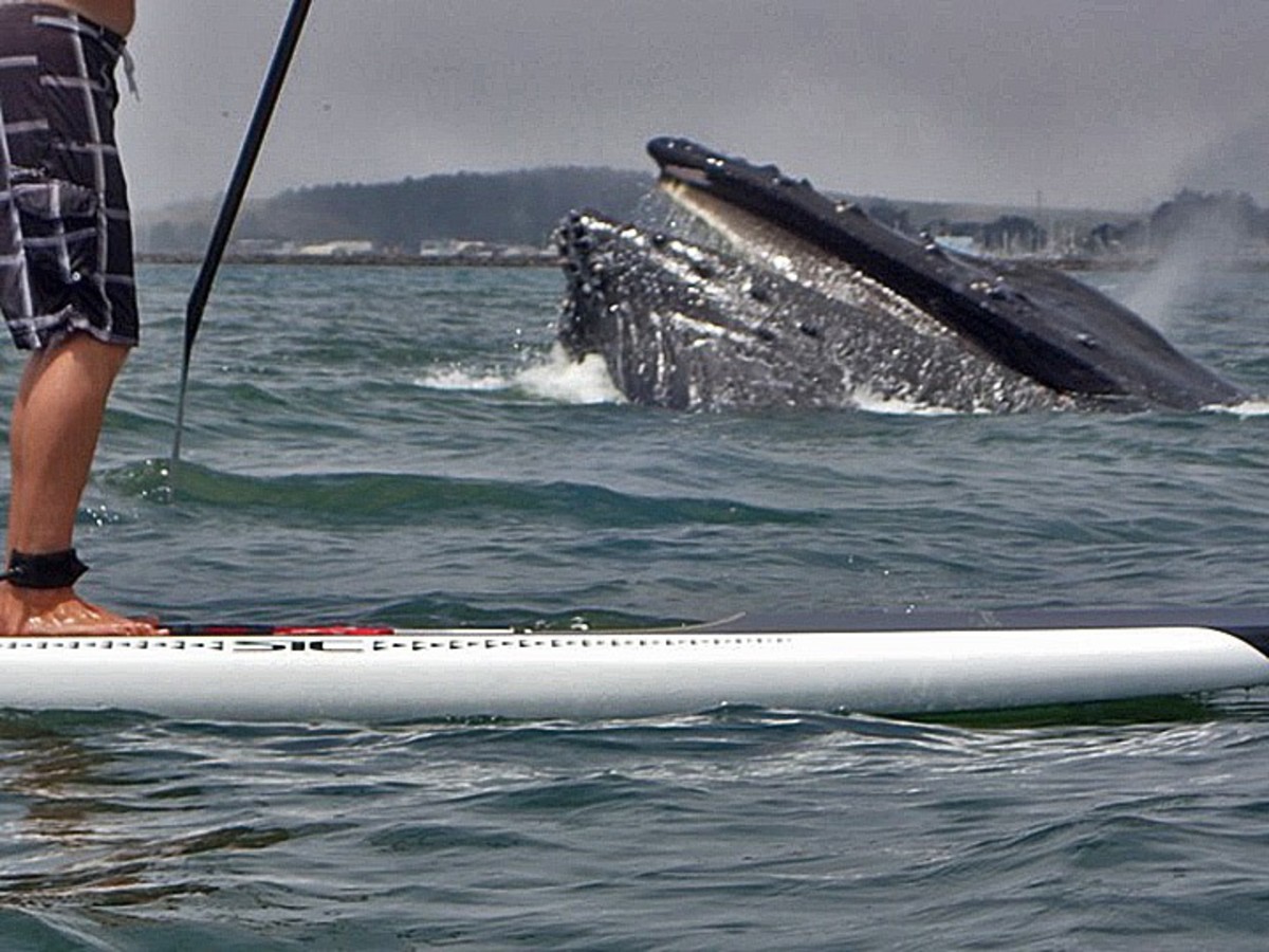 WhaleSUP King