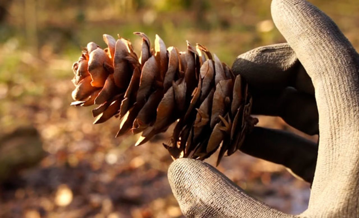 Pine cones and pine resin will certainly do the trick.