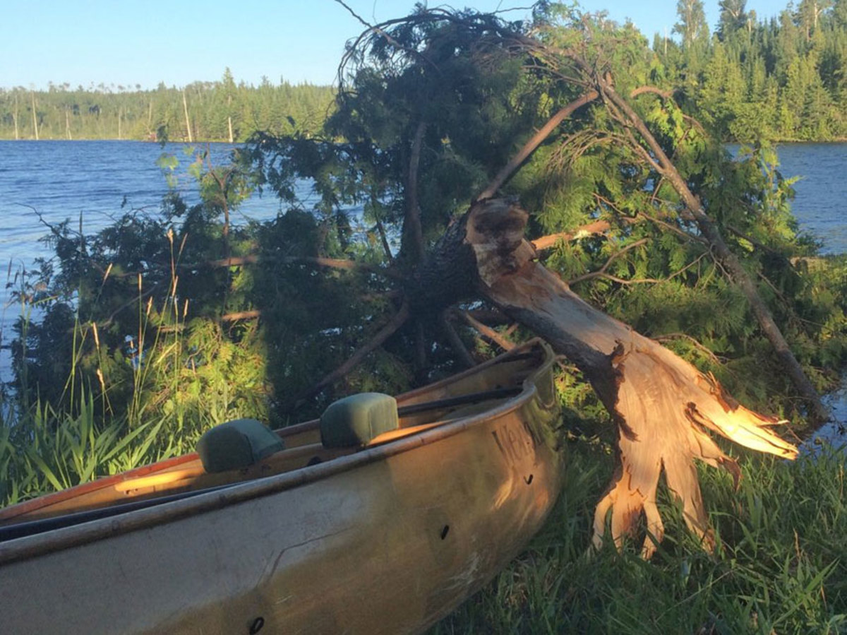 The canoe was pinned under a fallen cedar tree, miraculously undamaged.