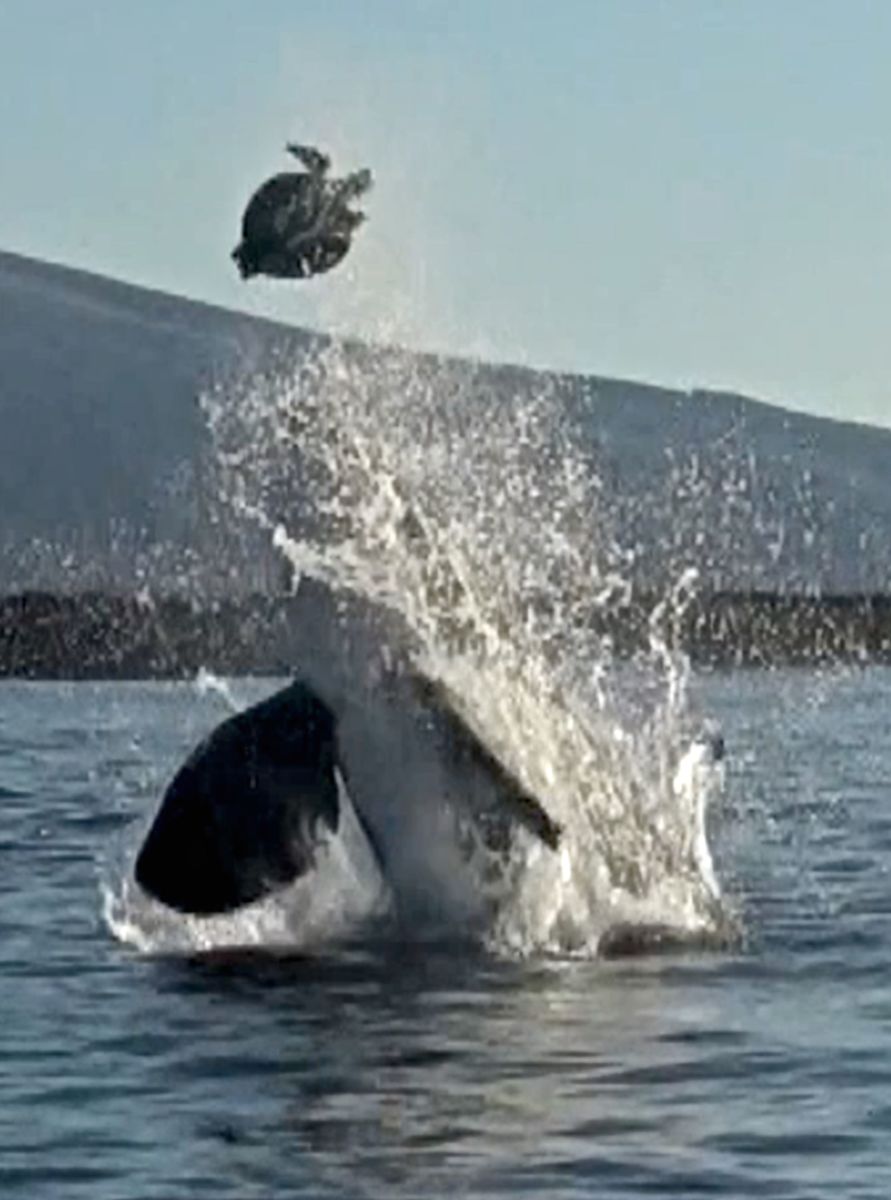 Orcas are known to play with their food.
