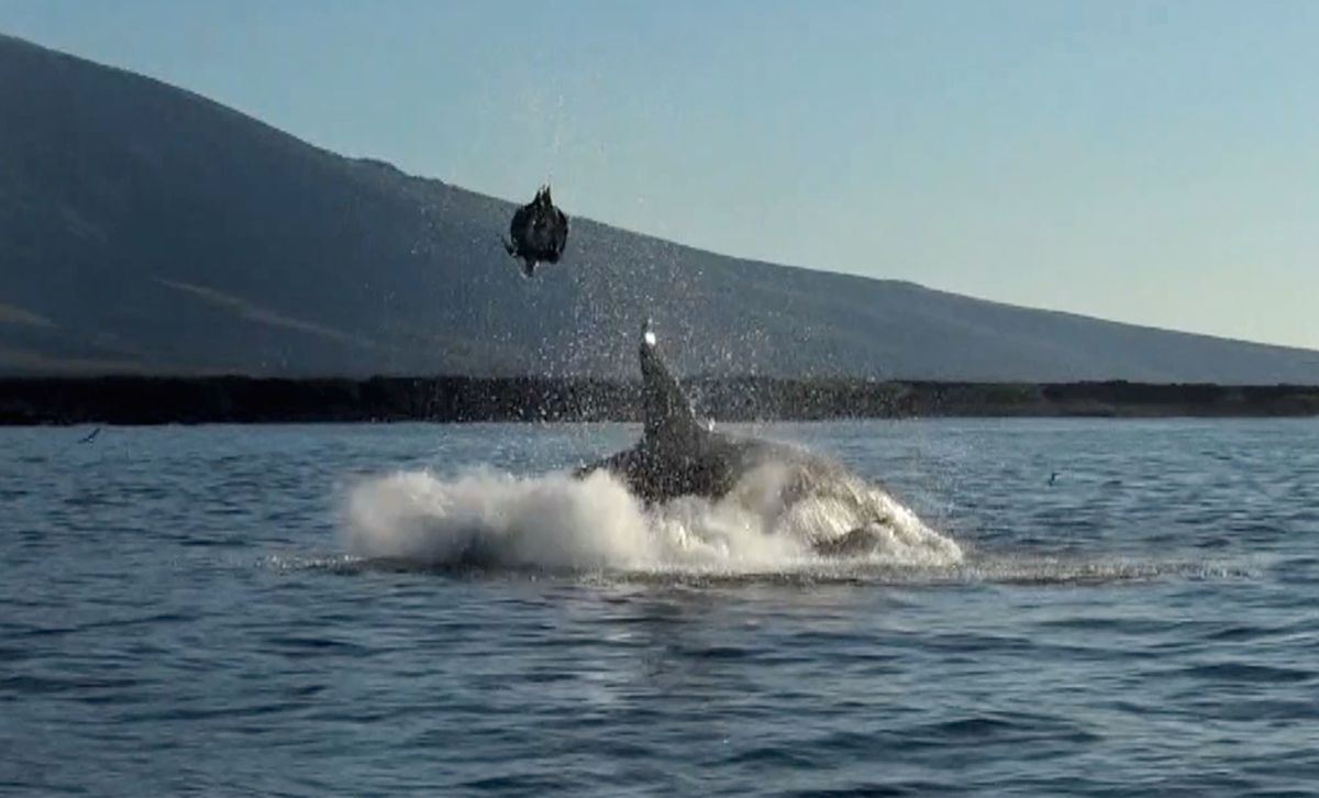 The orca eventually ate the sea turtle.