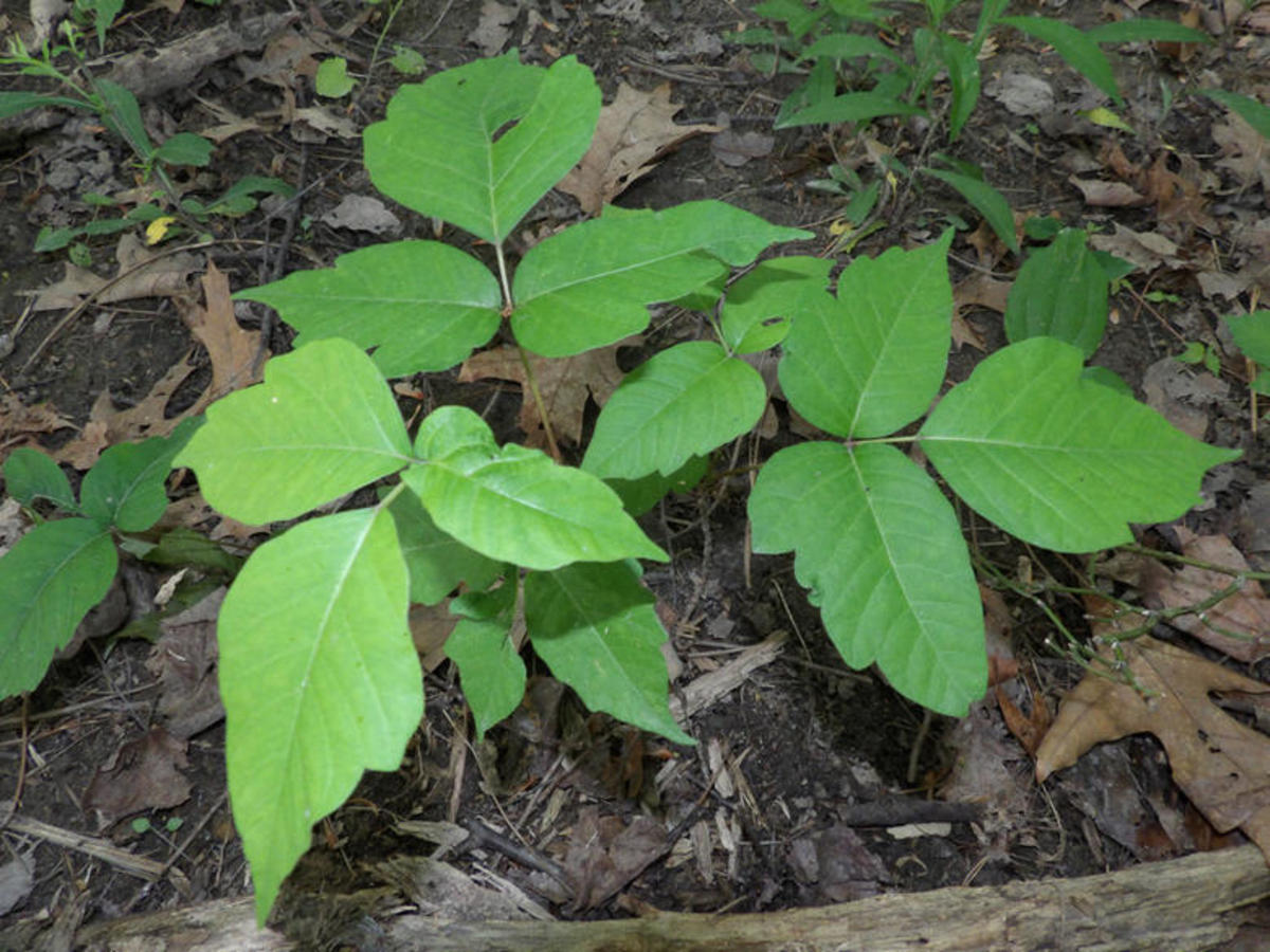 Leaves of three, let it be. Photo: Courtesy of Wikipedia
