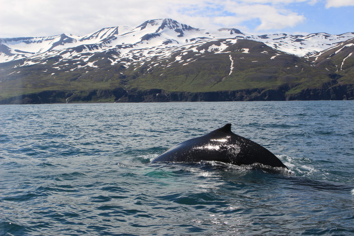 Getting up close to a humpback whale in Gentle Giant's speed boat. Photo: Mattie Schuler IMG_2823