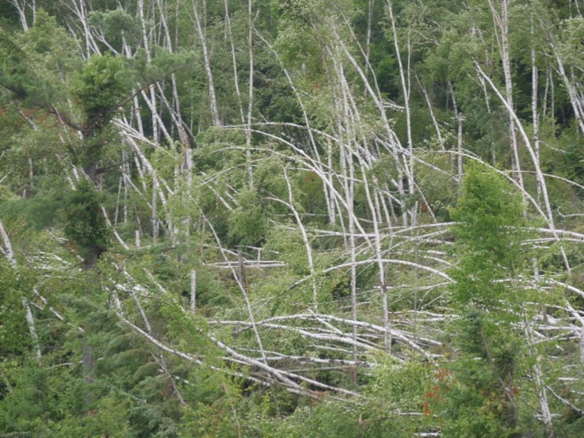 These birches were effectively mowed down by another intense wind event that hit the eastern part of the BWCAW earlier this summer.