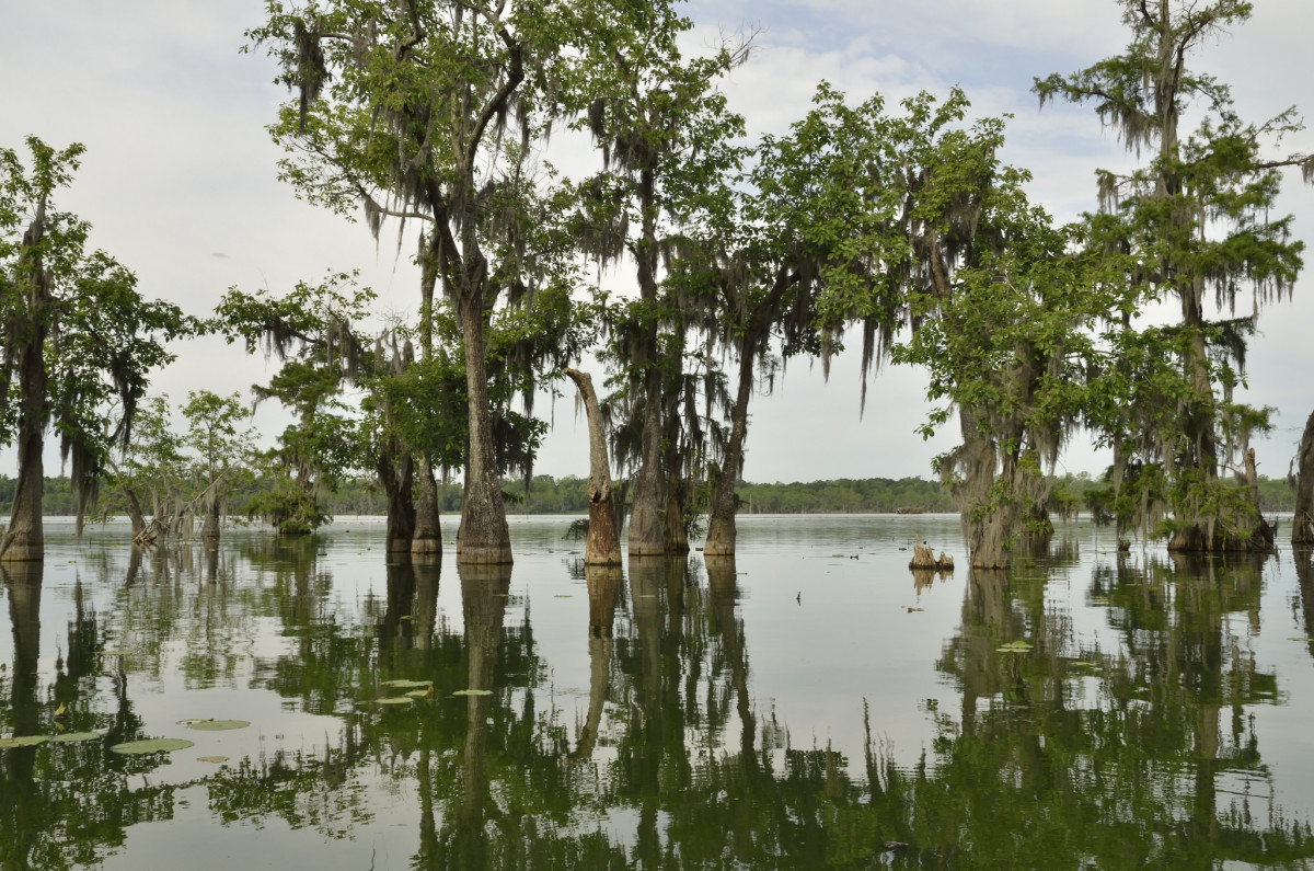 Bayou Teche