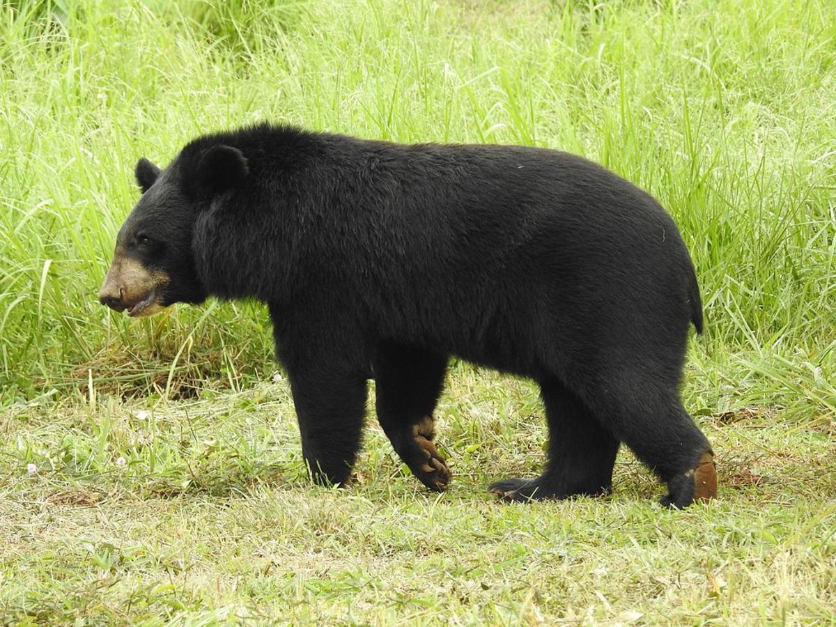 An Asian black bear, like this one, made an unprovoked attack on a Japanese fishermen.