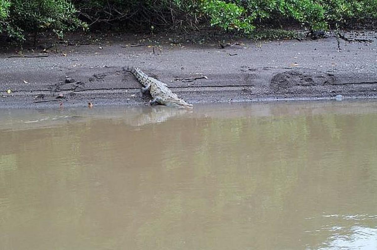 Crocodile1