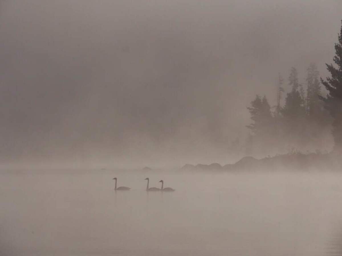 Seven swans a swimming (just the group of three pictured here). With bobs of their heads, they stripped the wild rice off the stalks.
