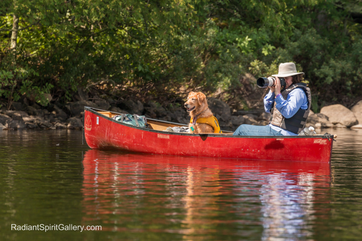 Daisy and Dawn were both intently focused on a family of common mergansers on Basswood Lake.
