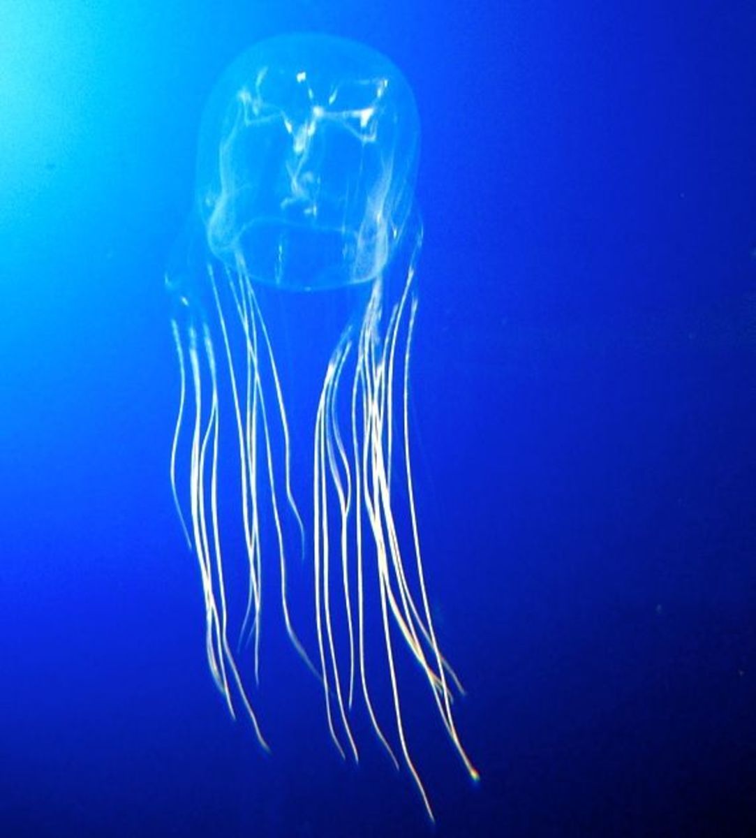 There are some 50 species of box jellyfish, only a few classes of the species are dangerous.
