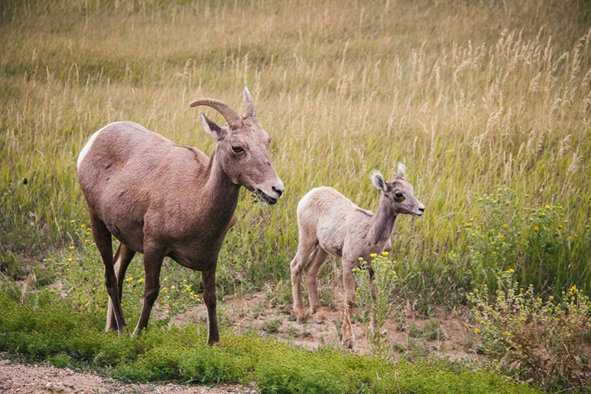 While Badlands seems quiet at first, wildlife abounds and you'll get a glimpse if you stay an hour or two. Photo: Johnie Gall