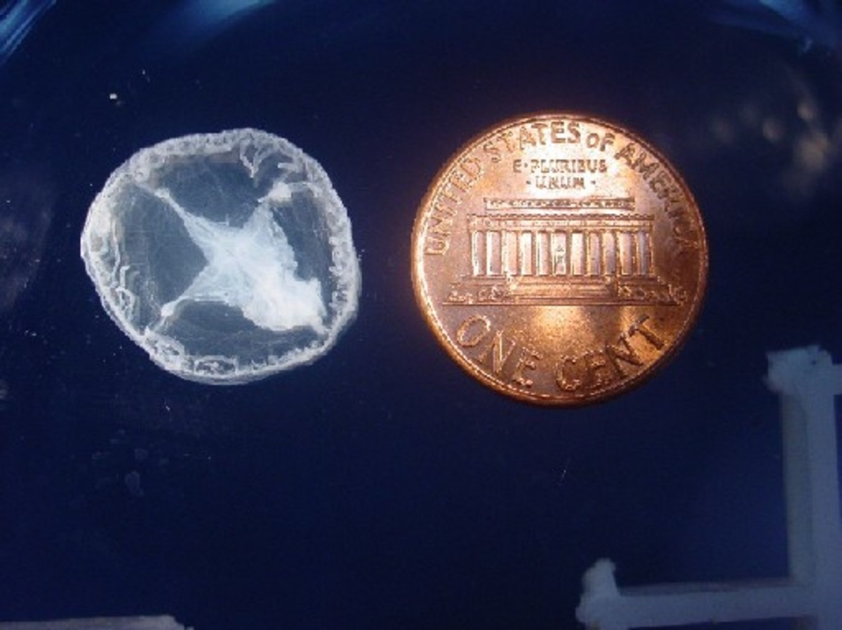 A freshwater jellyfish known as a peach blossom fish in China, where they originated.