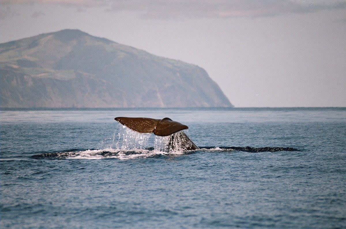 The Azores has both resident and migratory species of whales, making for sightings all year round. Photo by Visit Azores