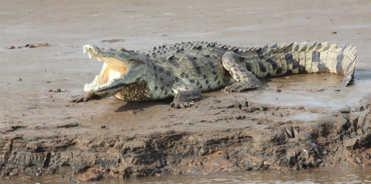 costa rica crocodiles