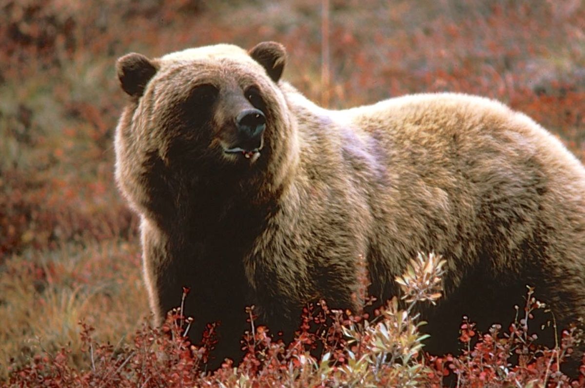 Yellowstone National Park is bear country and officials urge visitors to follow certain safety recommendations.