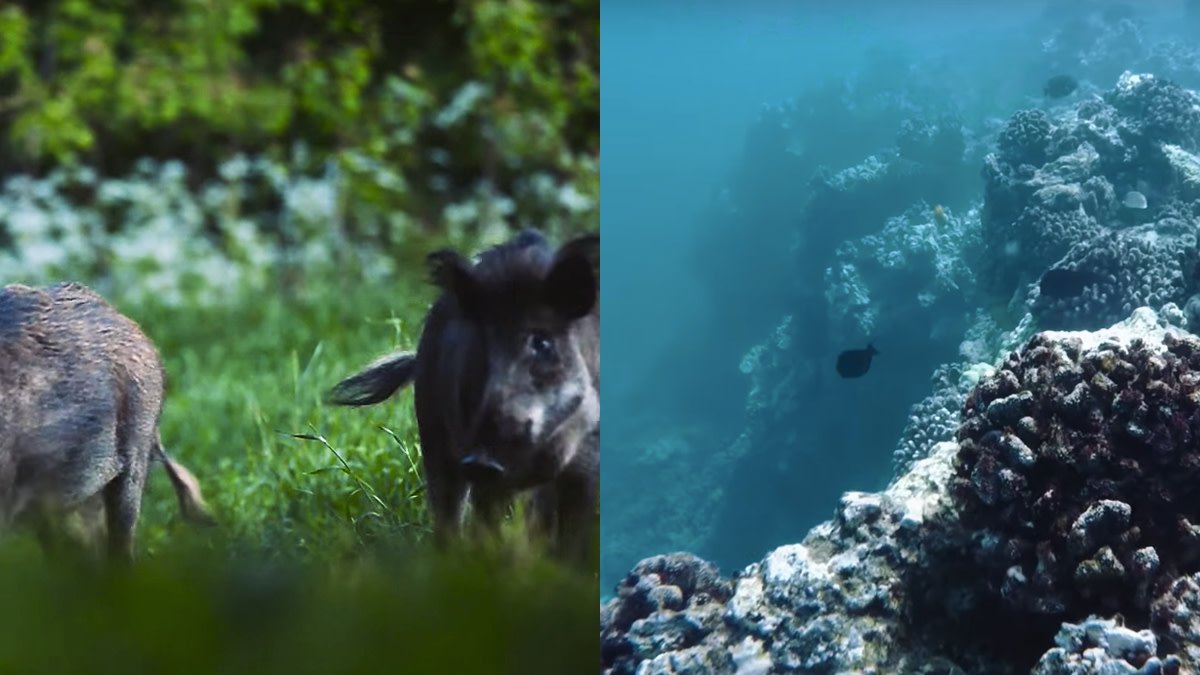 Hawaiipigs
