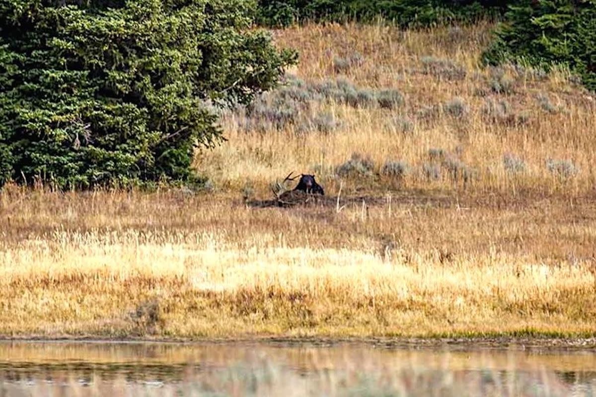 A grizzly bear feeding on a carcass.