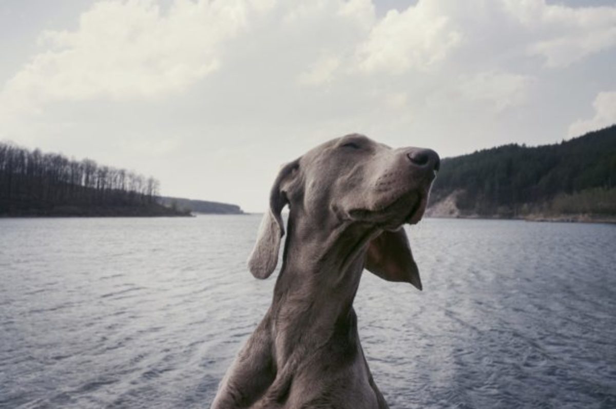 That dog is stoked. Photo: Atanas Teodosiev