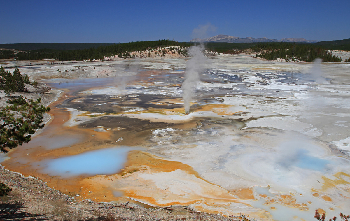 Porcelain Springs in Norris Geyser Basin.