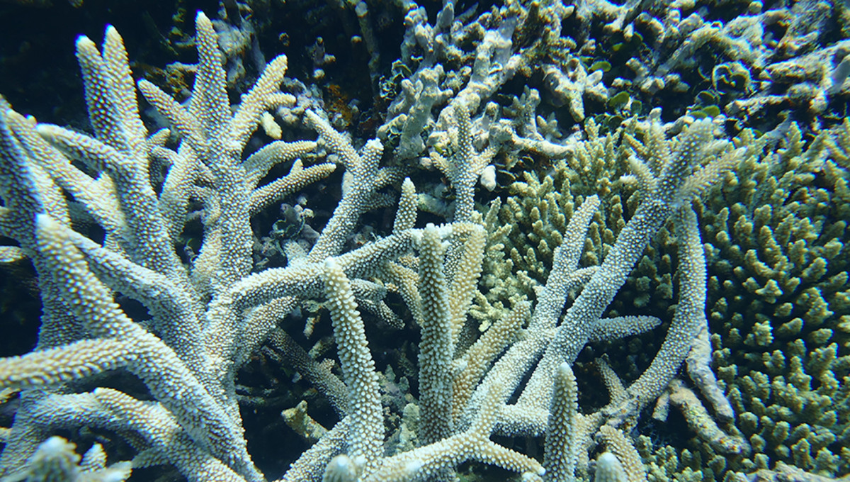 Great Barrier Reef. Photo: Rebecca Parsons