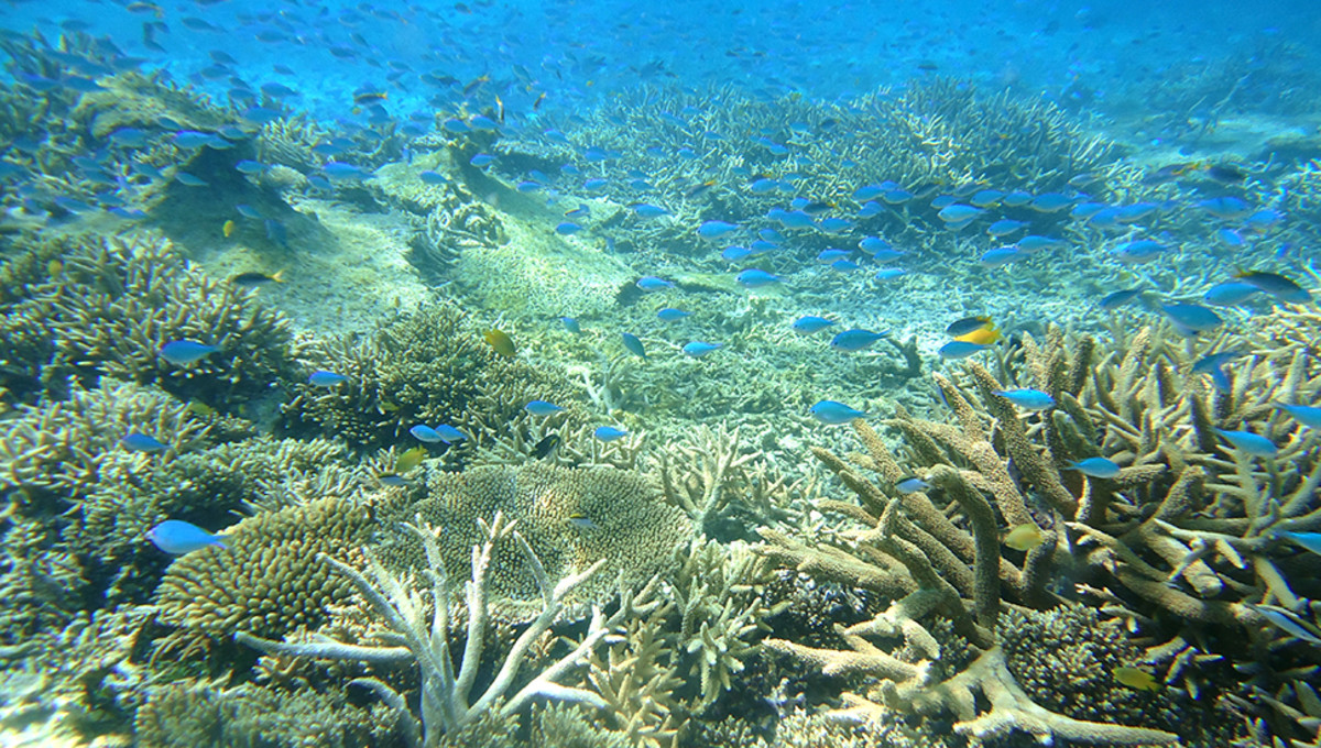 Coral bleaching is occurring across the globe including the Great Barrier Reef. Photo: Rebecca Parsons