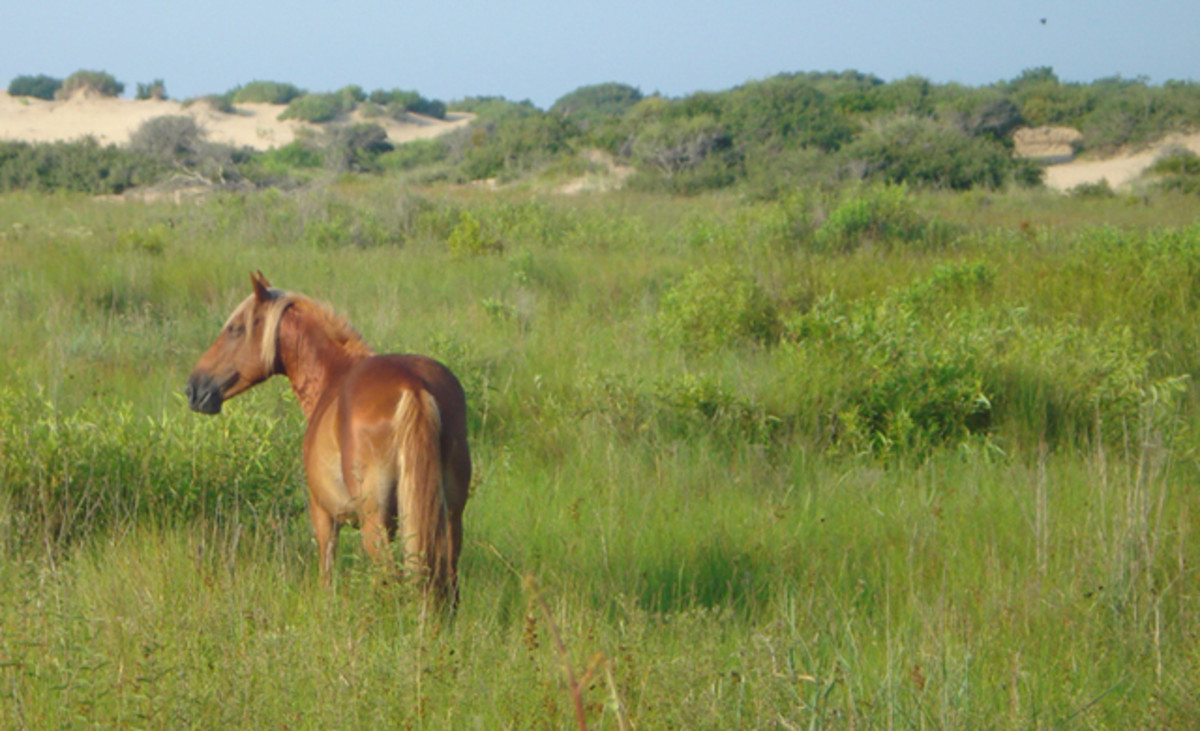 While the Outer Banks are known for surfing, fishing and birding, there are some fun little hikes for down days. Photo: Rachel/Flickr.