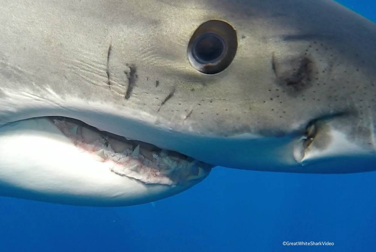 A peek into the mysterious gaze of the great white shark | Men's Journal