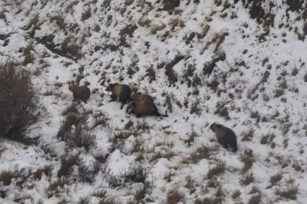 A wildlife biologist located 13 grizzly bears congregated on a ranch in Montana.