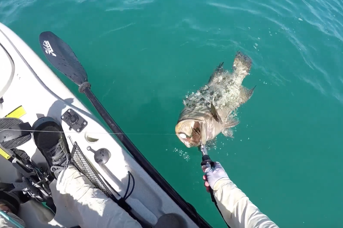 closeup_kfvm8_grouper