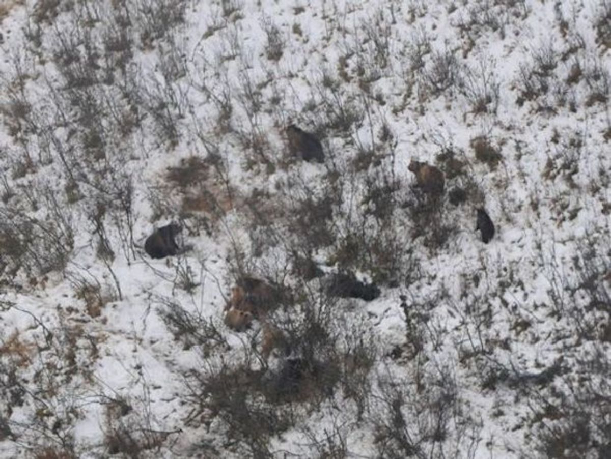 One of the grizzly bears wore a radio collar. Photo: Courtesy of Montana Fish, Wildlife and Parks.