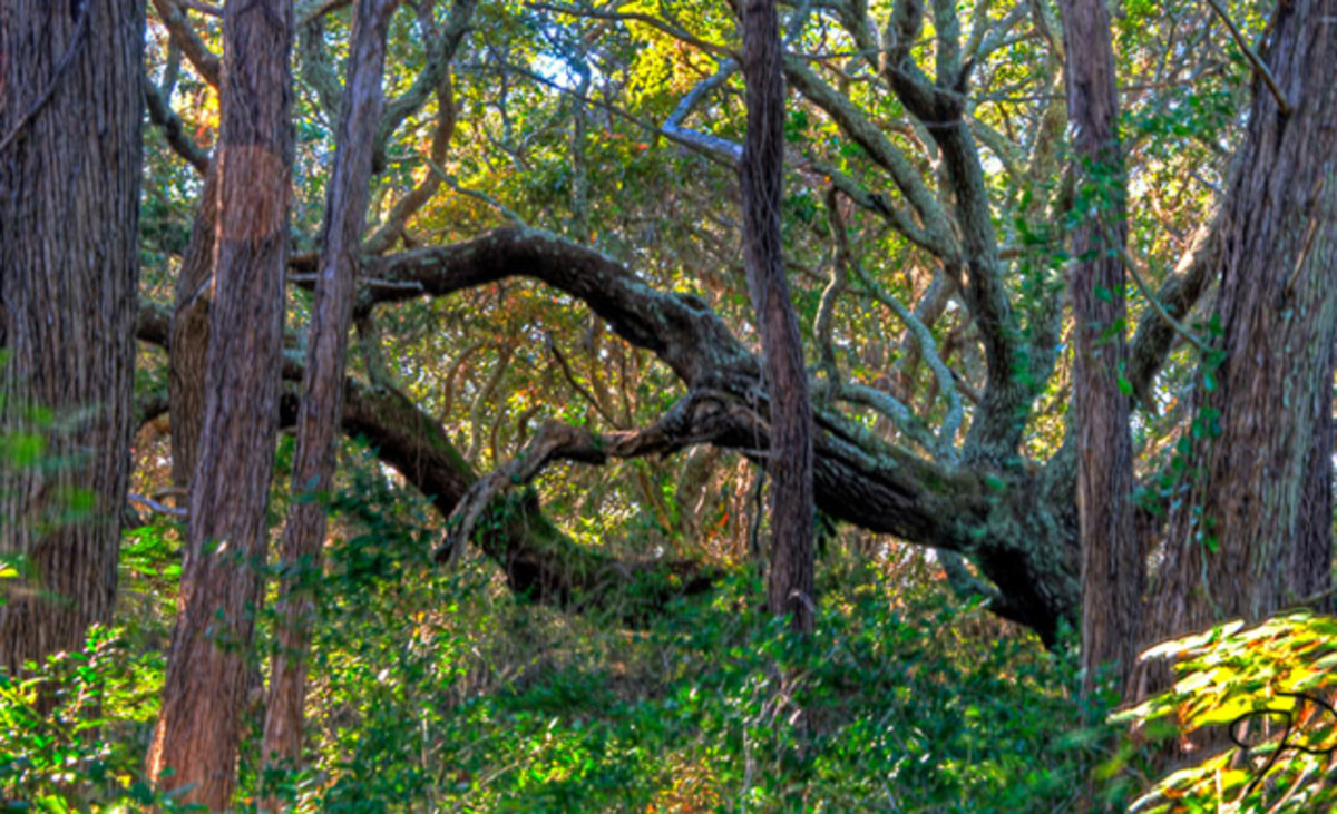 The island of Ocracoke is one of the most unique on the East Coast. The winding Hammock Hills trail. Photo: Jim Dollar/Flickr.