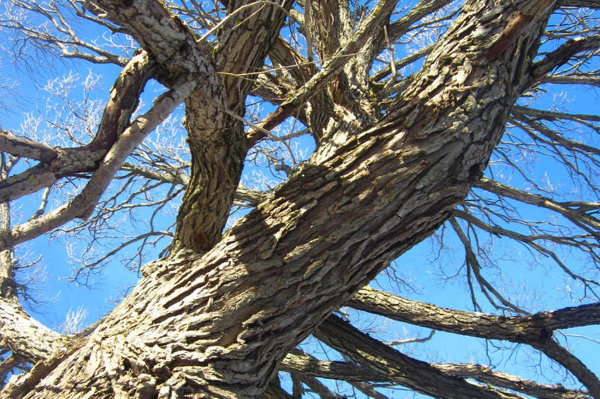 It's important to know what to identify. Photo: Courtesy of OFFGRID