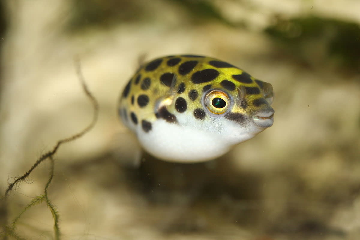 A pufferfish is a delicacy but must be prepared by licensed chefs or it can be deadly. Photo: Courtesy of Wikimedia Commons
