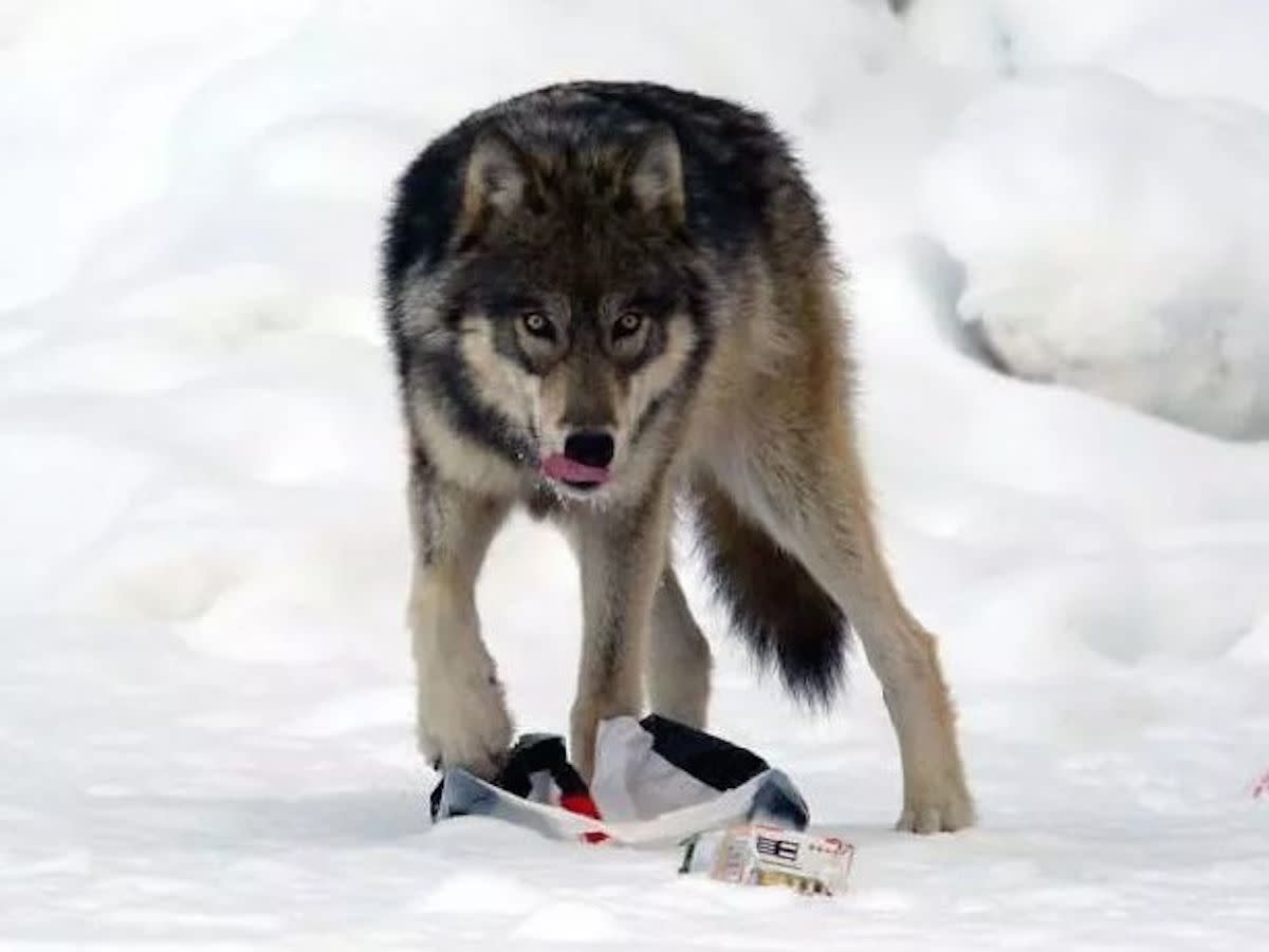 A member of the pack of wolves in Banff National Park.