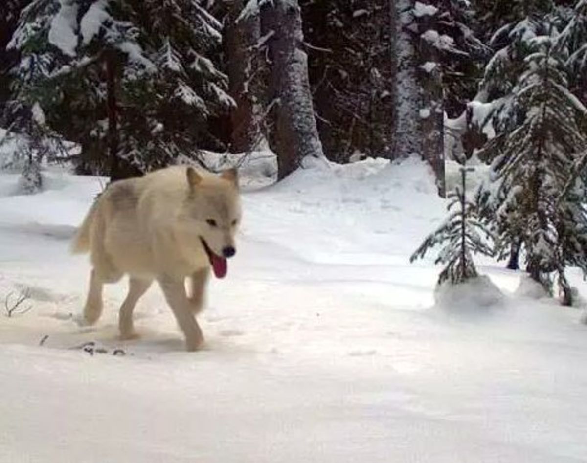 The pack of wolves are down to three members.