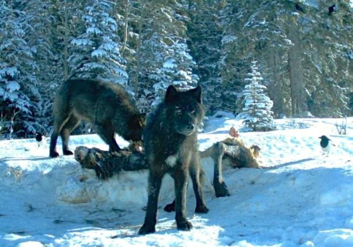A pack of wolves in Banff National Park are becoming more bold around humans.