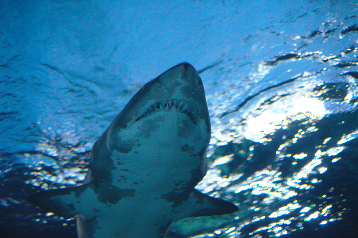 Sharkbanz claims to reduce the possibility of shark attack, but experts claim we still don't know enough about them. Photo: Malkusch Markus/Flickr