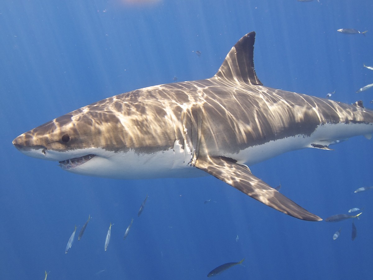 Shark attacks may be defensive, from hunger, or for some reasons we don't yet understand. Photo: Elias Levy/Flickr