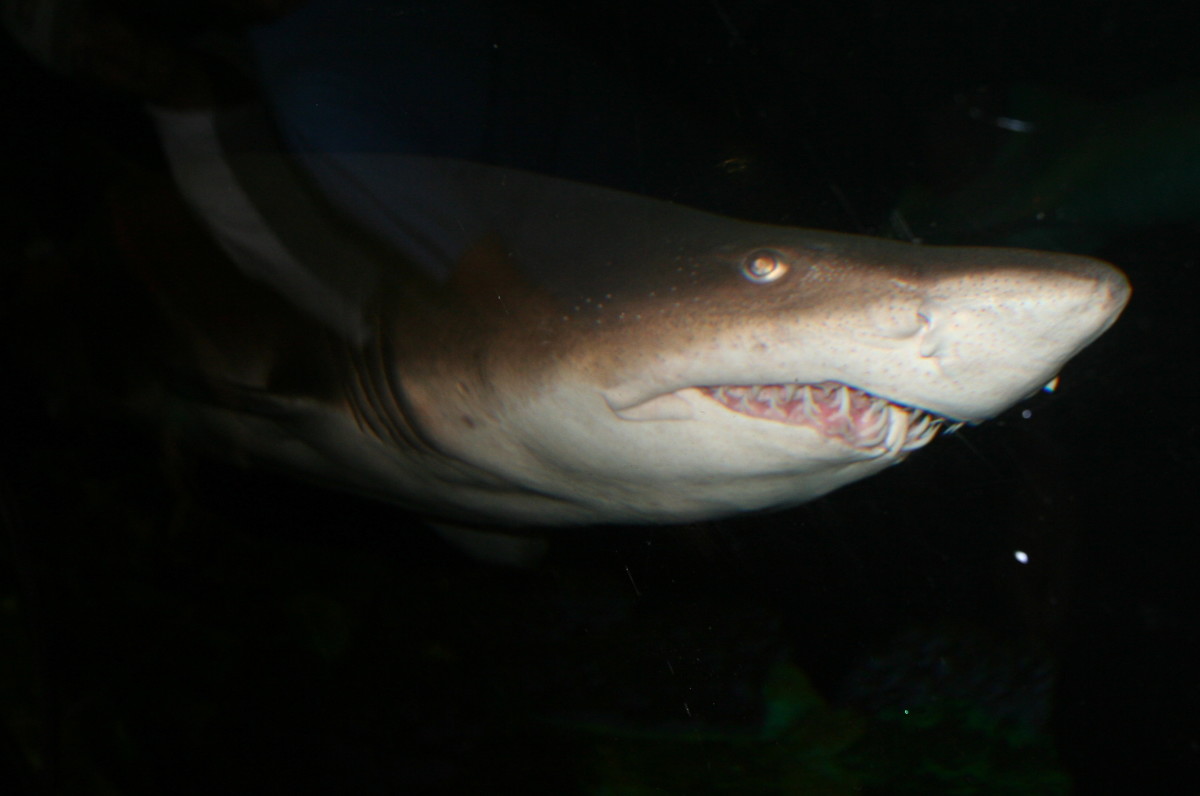 Like humans, sharks may use a variety of senses to feed. Photo: Ed Schipul/Flickr