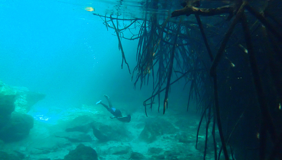 Exploring the many mangroves of . Photo: Rebecca Parsons