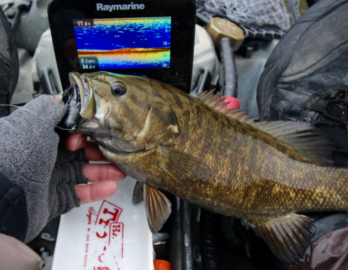 River smallmouth bass in the winter are best caught on fine wire jig hooks that are so sticky the fish hook themselves. Photo Jeff Little