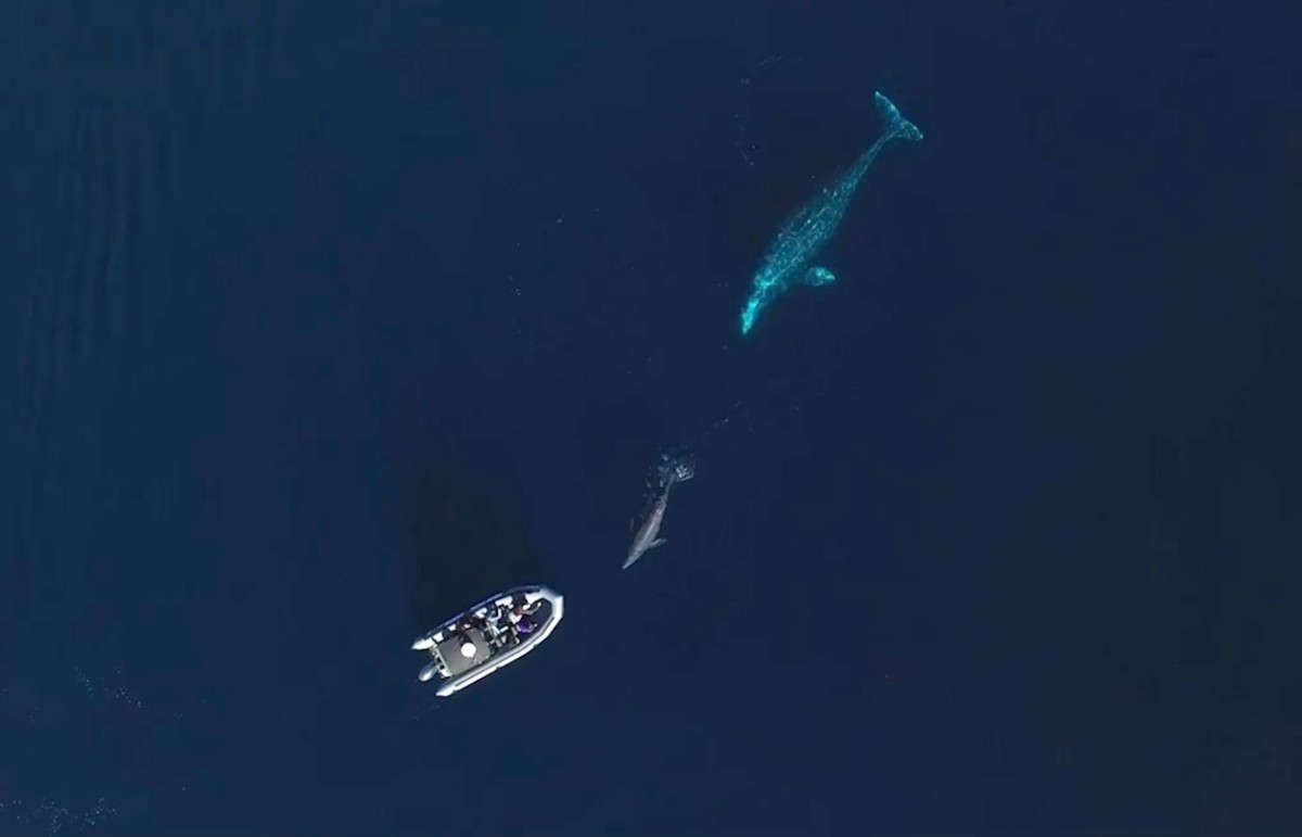 Graywhales