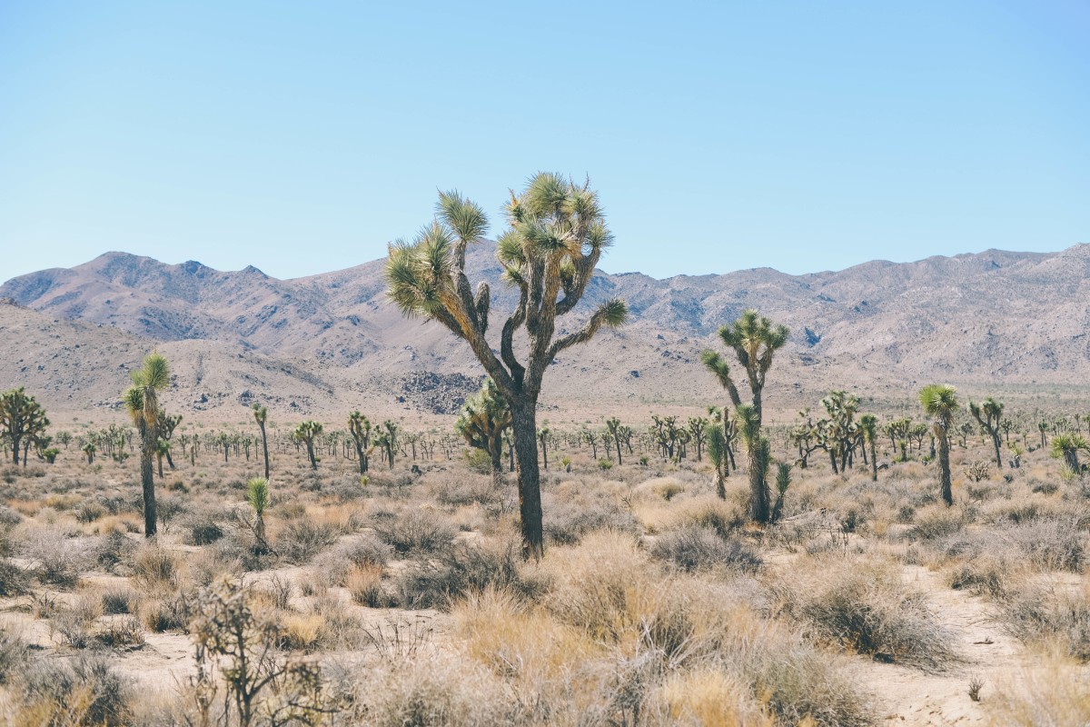 The desert during winter is one of the most unique environments on the planet. Photo: Courtesy of Chelsea Bock/Unsplash