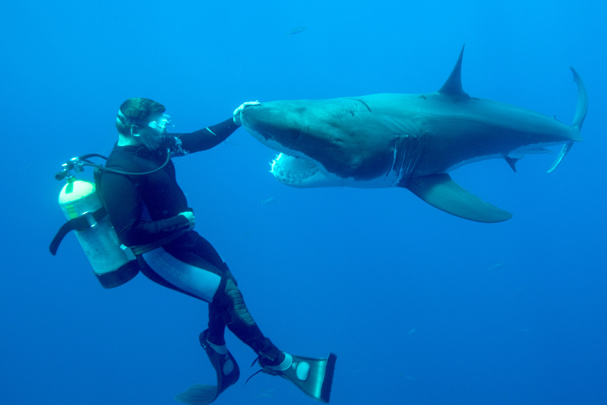 Touching huge great white sharks is fearless feat for diver; photos