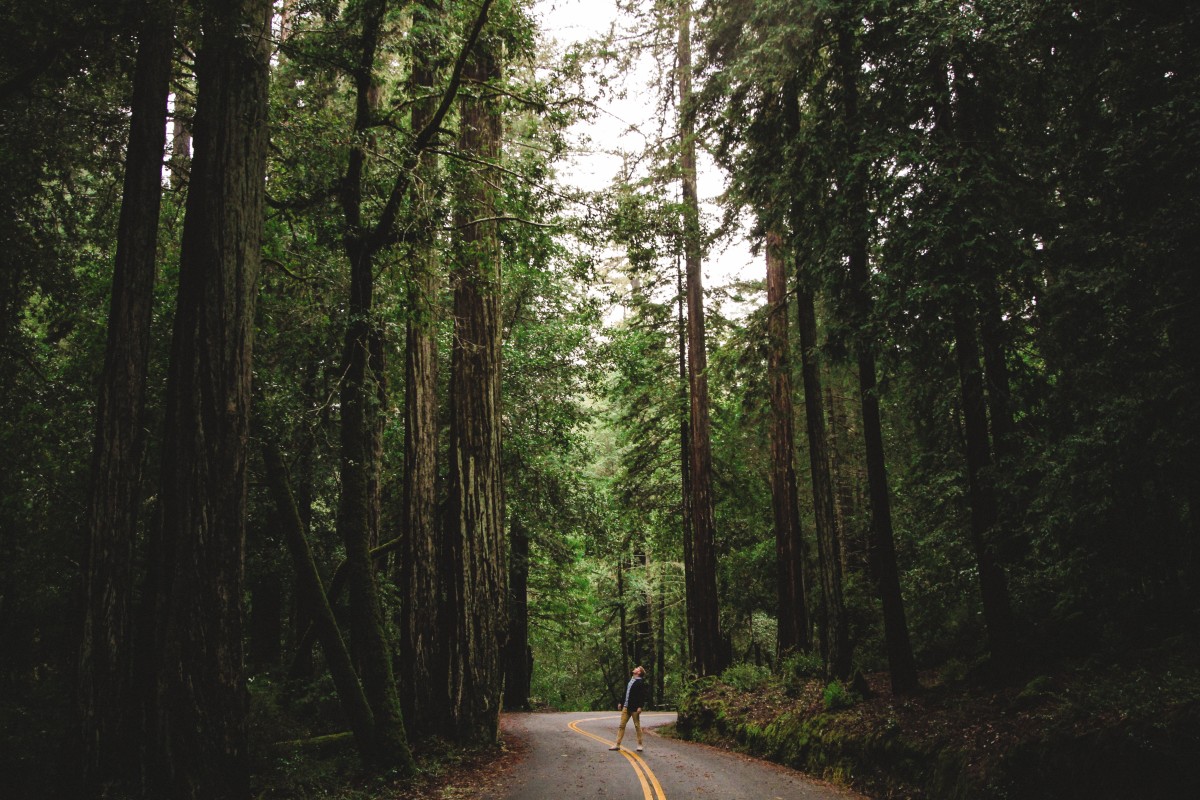 big basin redwoods