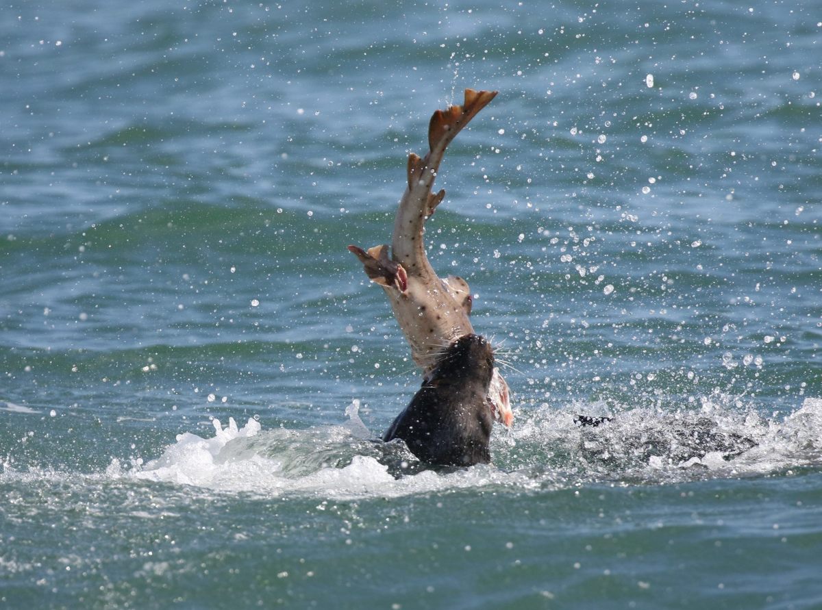 Sealion3