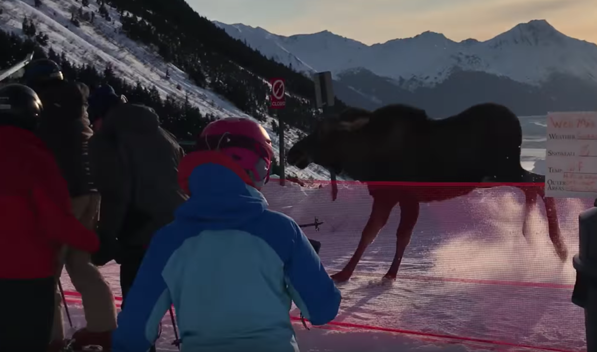 moose video moose alaska resort moose ski resort