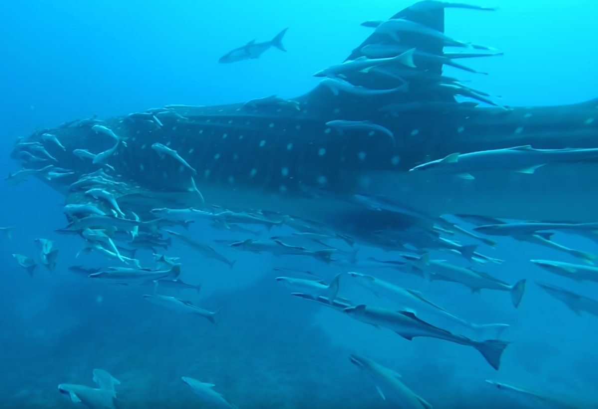 Whaleshark